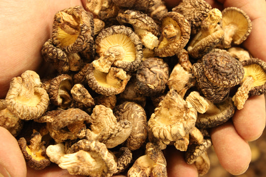 みやざき地頭鶏（じとっこ）